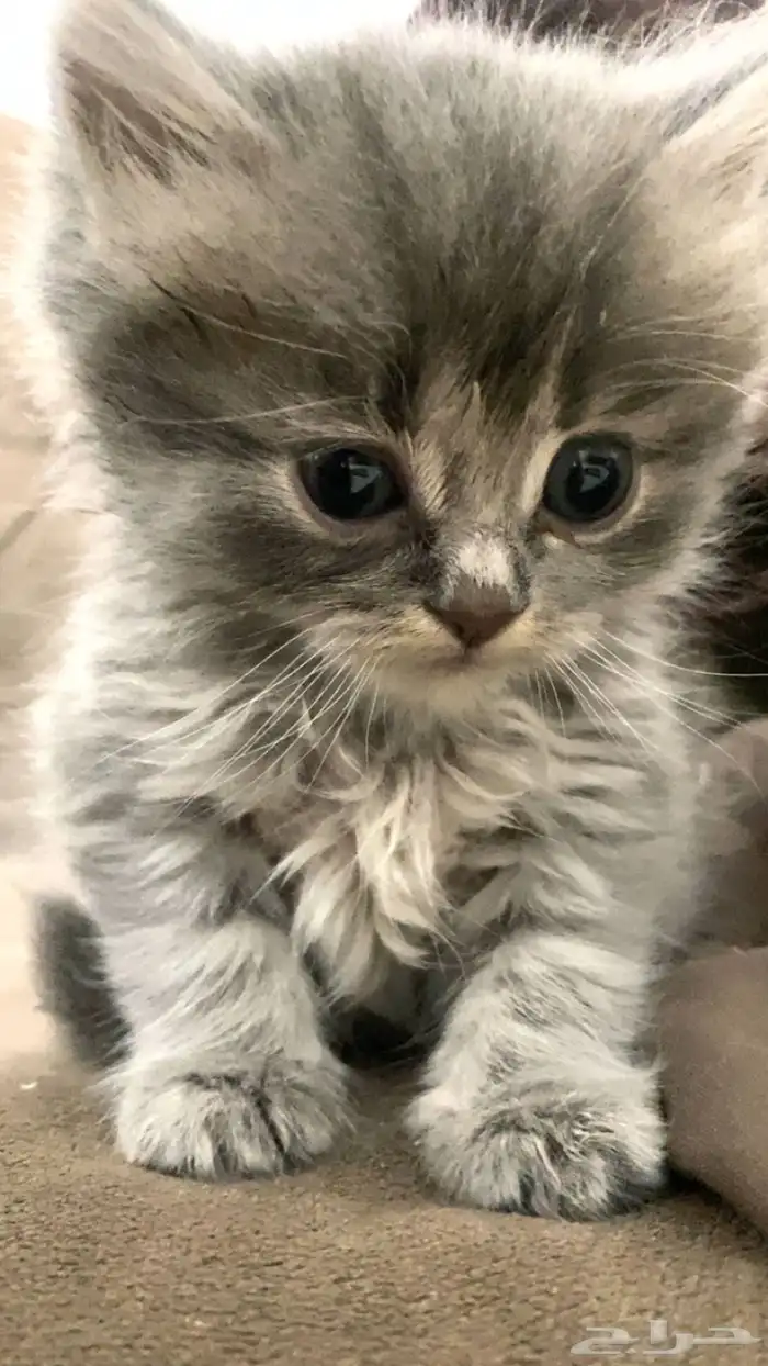 قطط شيرازي للبيع 5