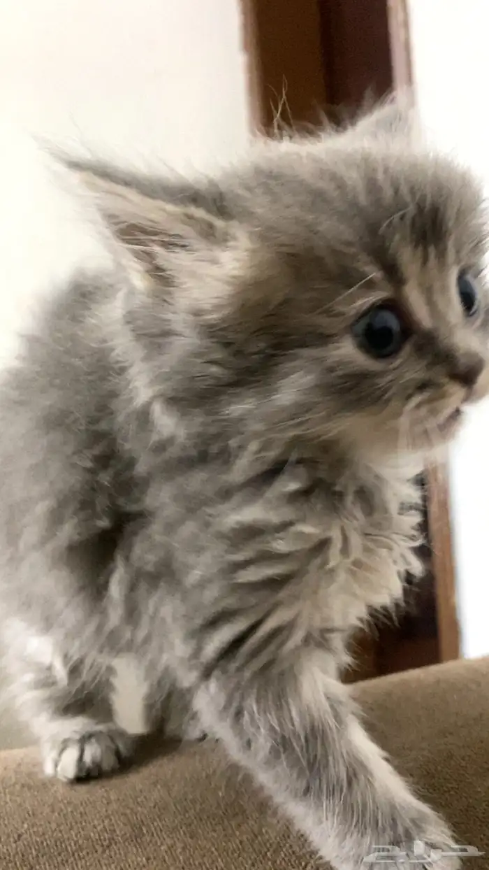 قطط شيرازي للبيع 9