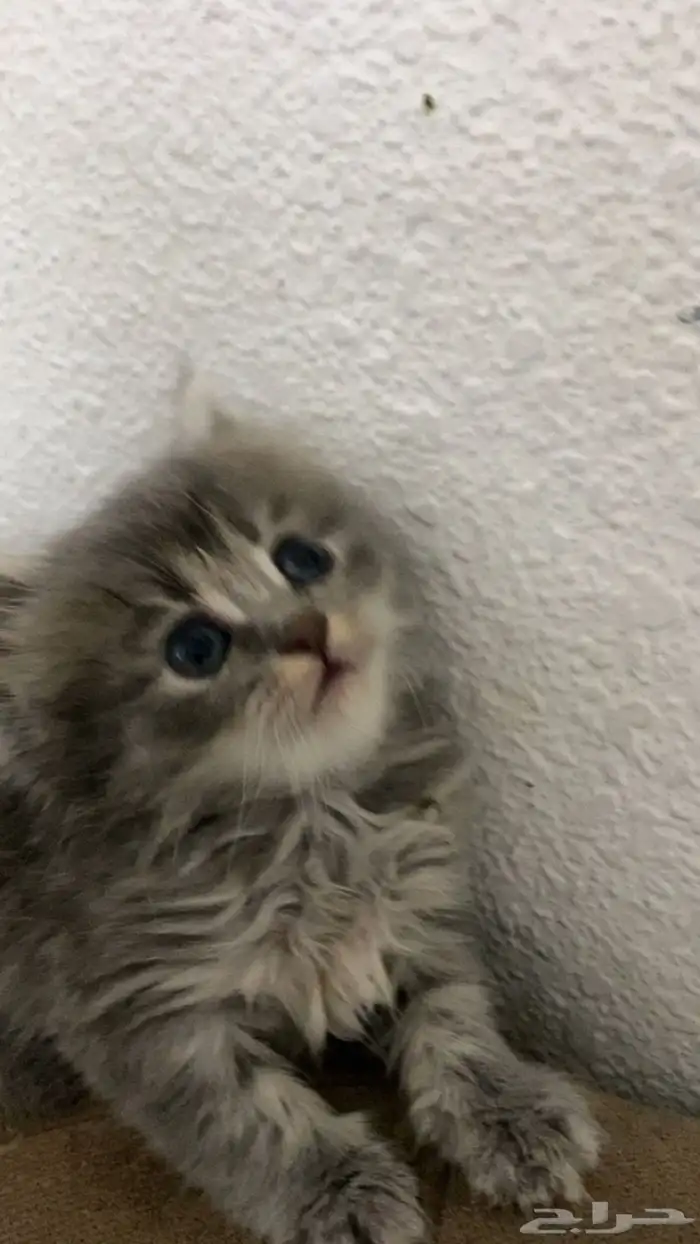 قطط شيرازي للبيع 6