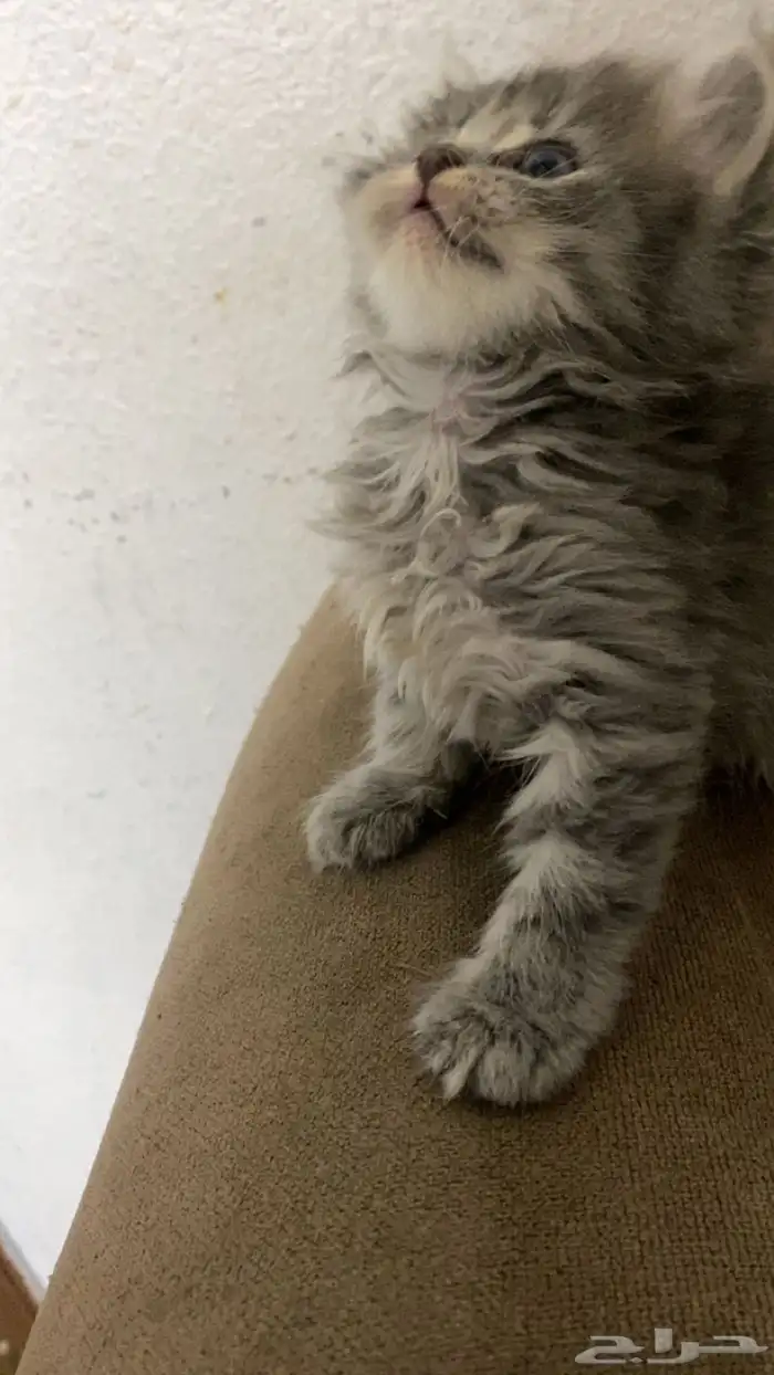 قطط شيرازي للبيع 8