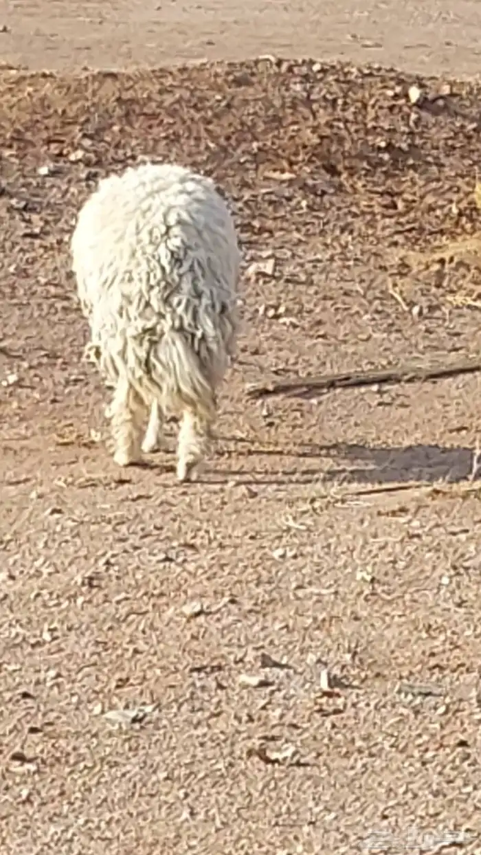 رخل حرشا صنف الصنف 7