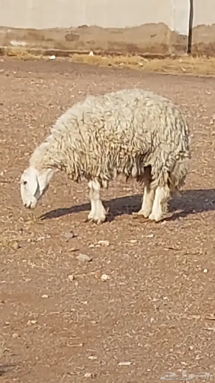 رخل حرشا صنف الصنف 10