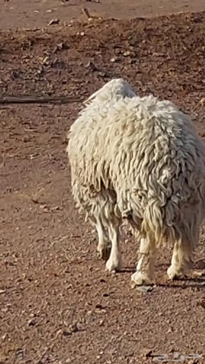 رخل حرشا صنف الصنف 8