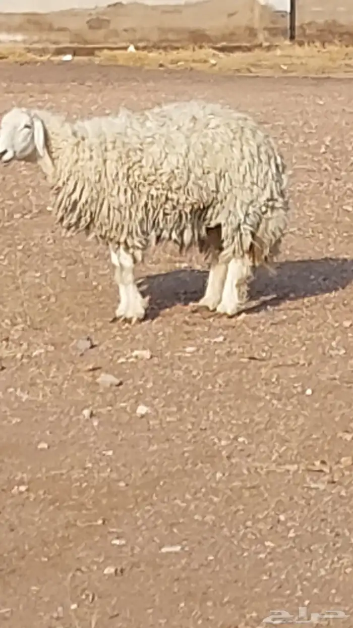 رخل حرشا صنف الصنف 11