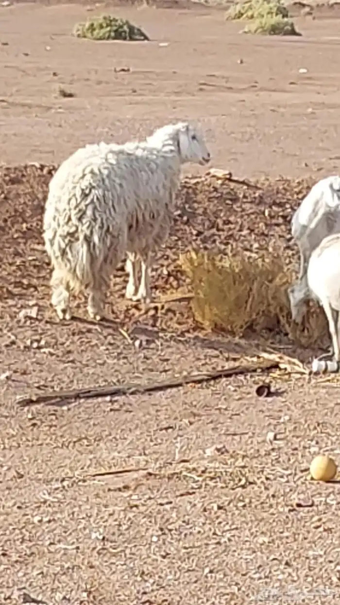 رخل حرشا صنف الصنف 6