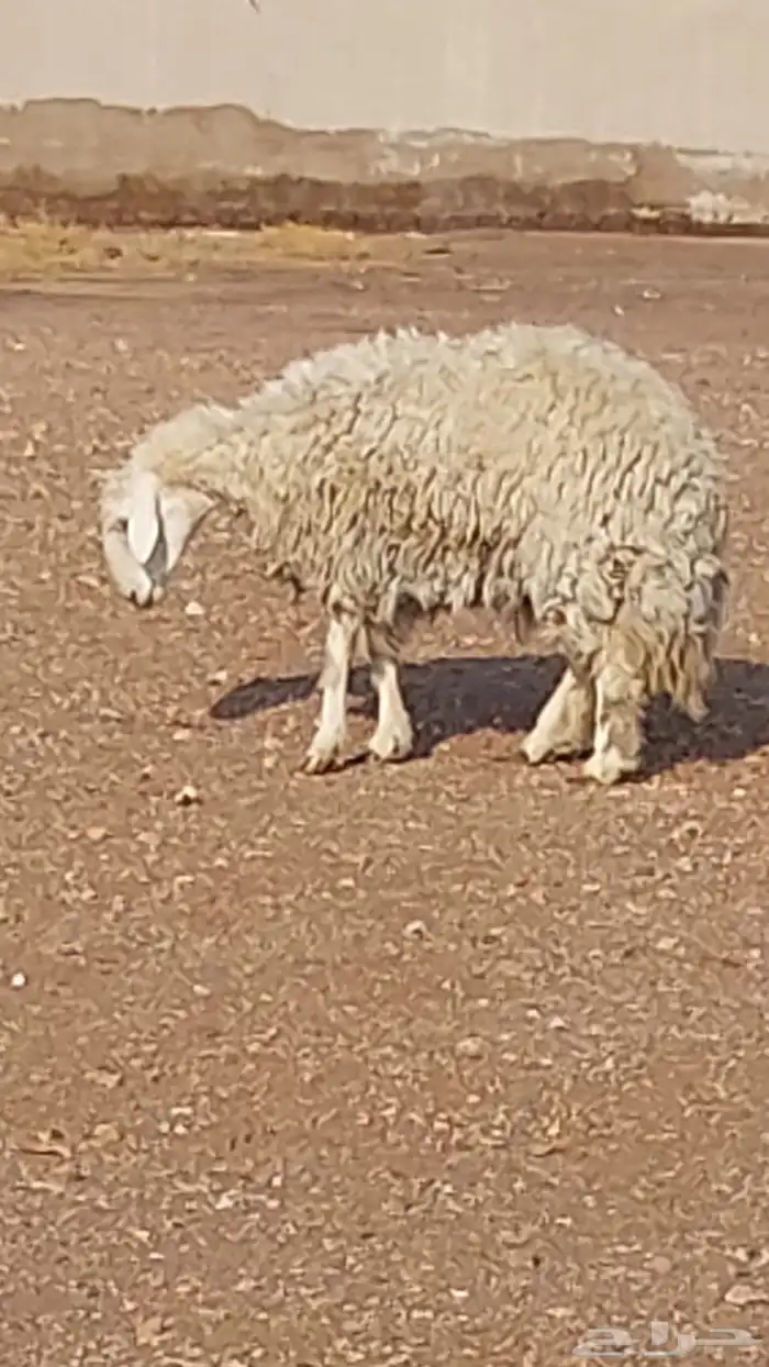 رخل حرشا صنف الصنف 9