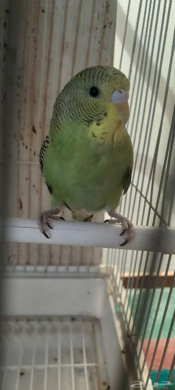 السلام عليكم بادجي شبه اليف عمره ثلاثه اشهر 1