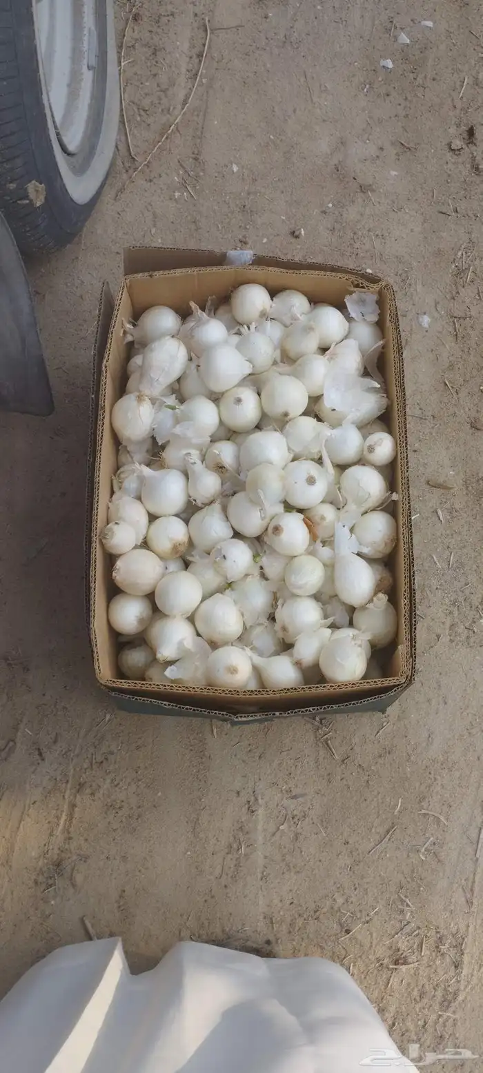 شتلات زراعية 0