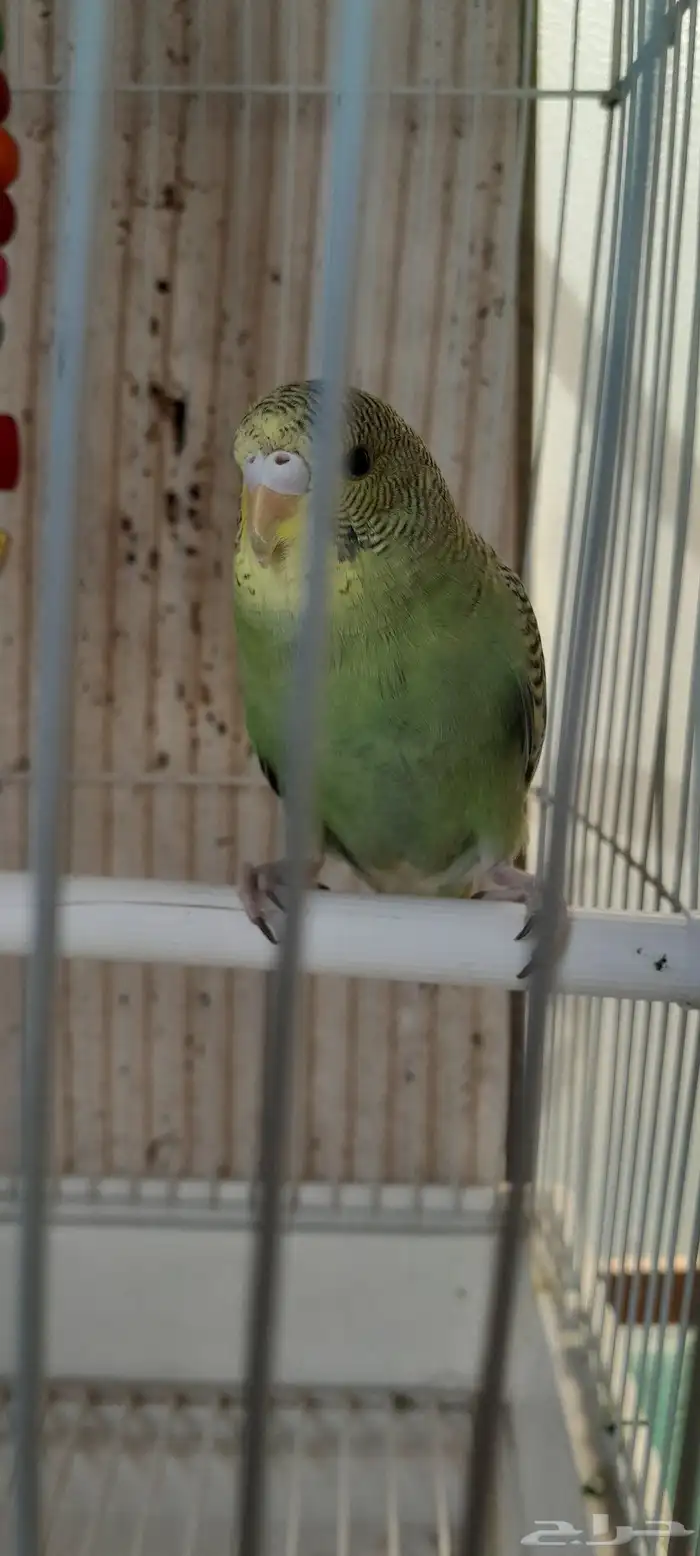 السلام عليكم بادجي شبه اليف عمره ثلاثه اشهر 0