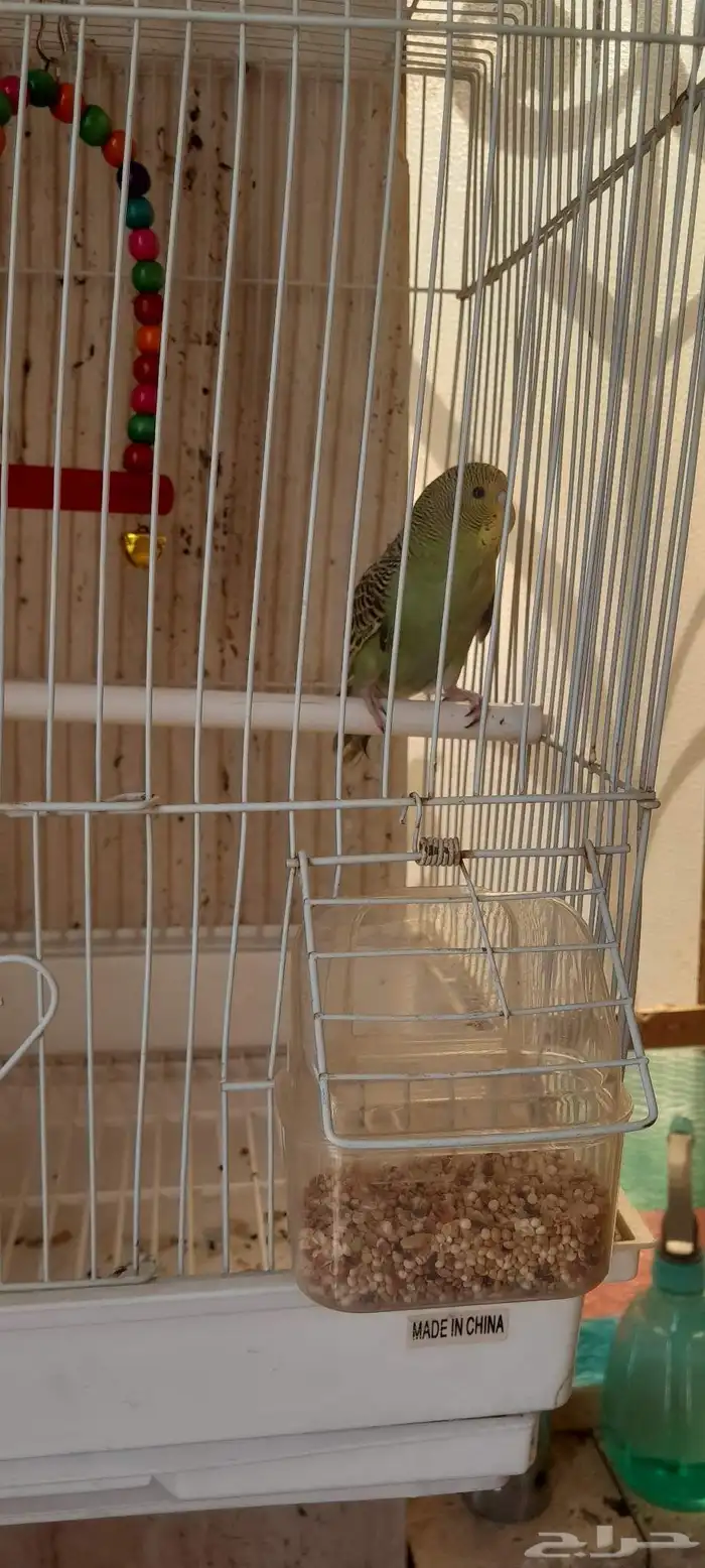 السلام عليكم بادجي شبه اليف عمره ثلاثه اشهر 2