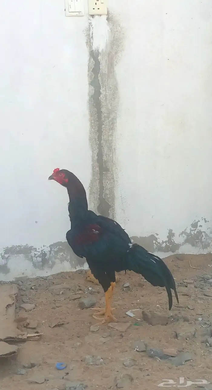 ديك باكستاني سندي 0