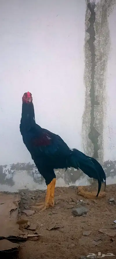 ديك باكستاني سندي index