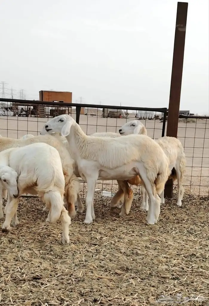 رخال حريات فرش الفحل العدد 30 2