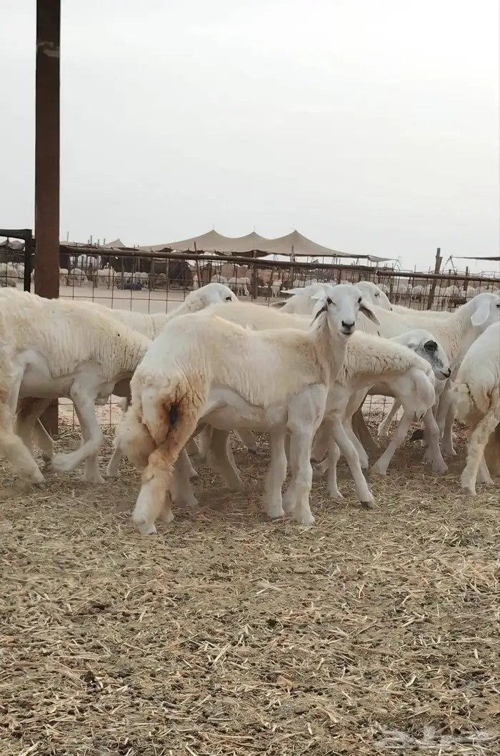 رخال حريات فرش الفحل العدد 30 0