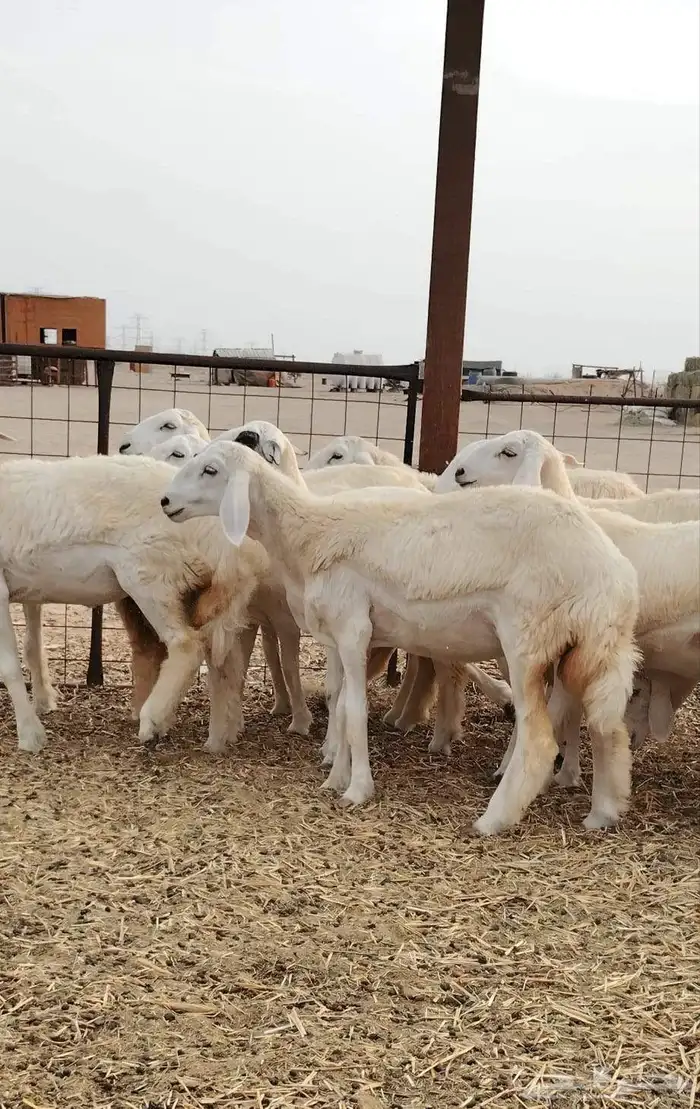 رخال حريات فرش الفحل العدد 30 4