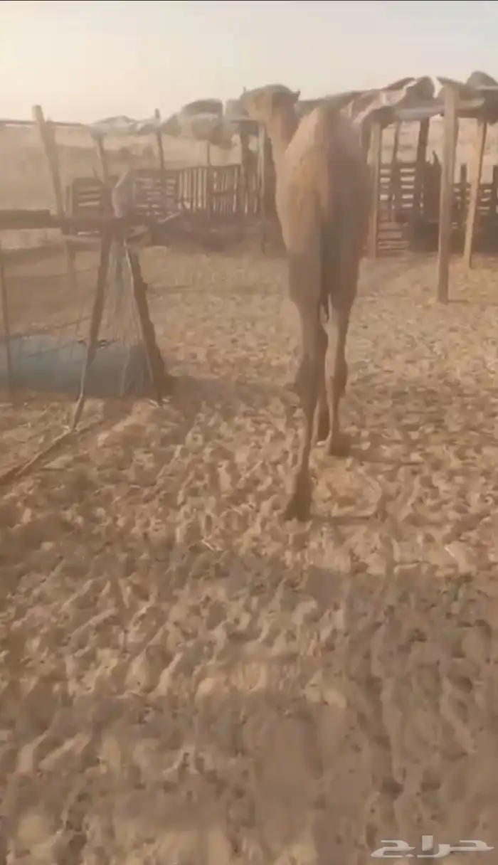 حاشي قعود كفو 1