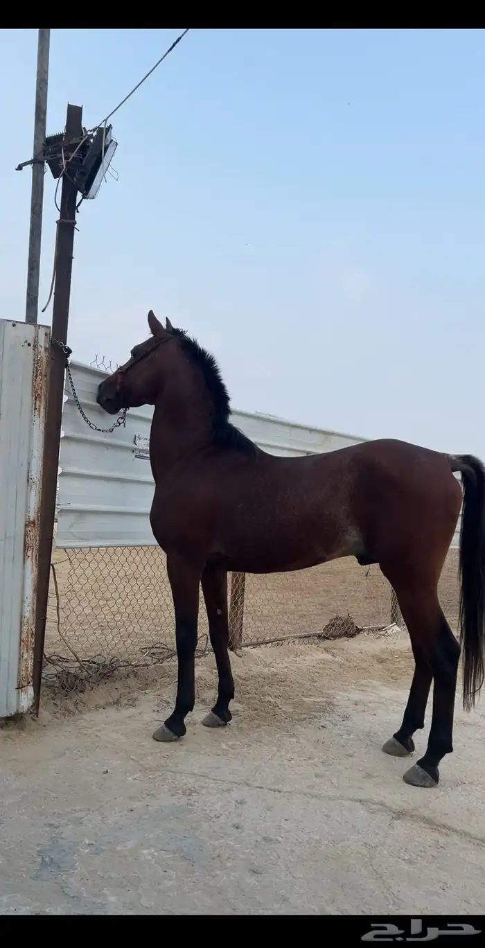 حصان واهو جزيري حمداني 0