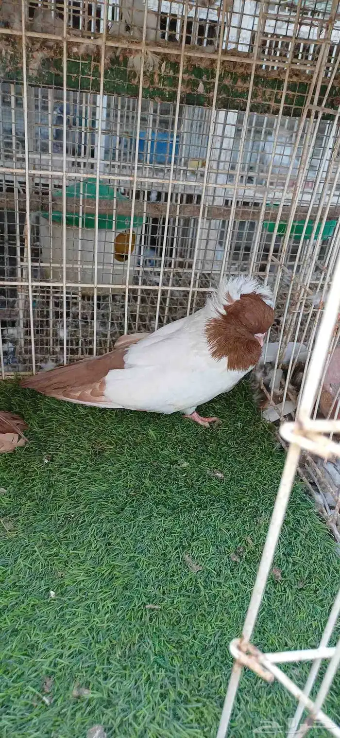 سوداني امريكي 6