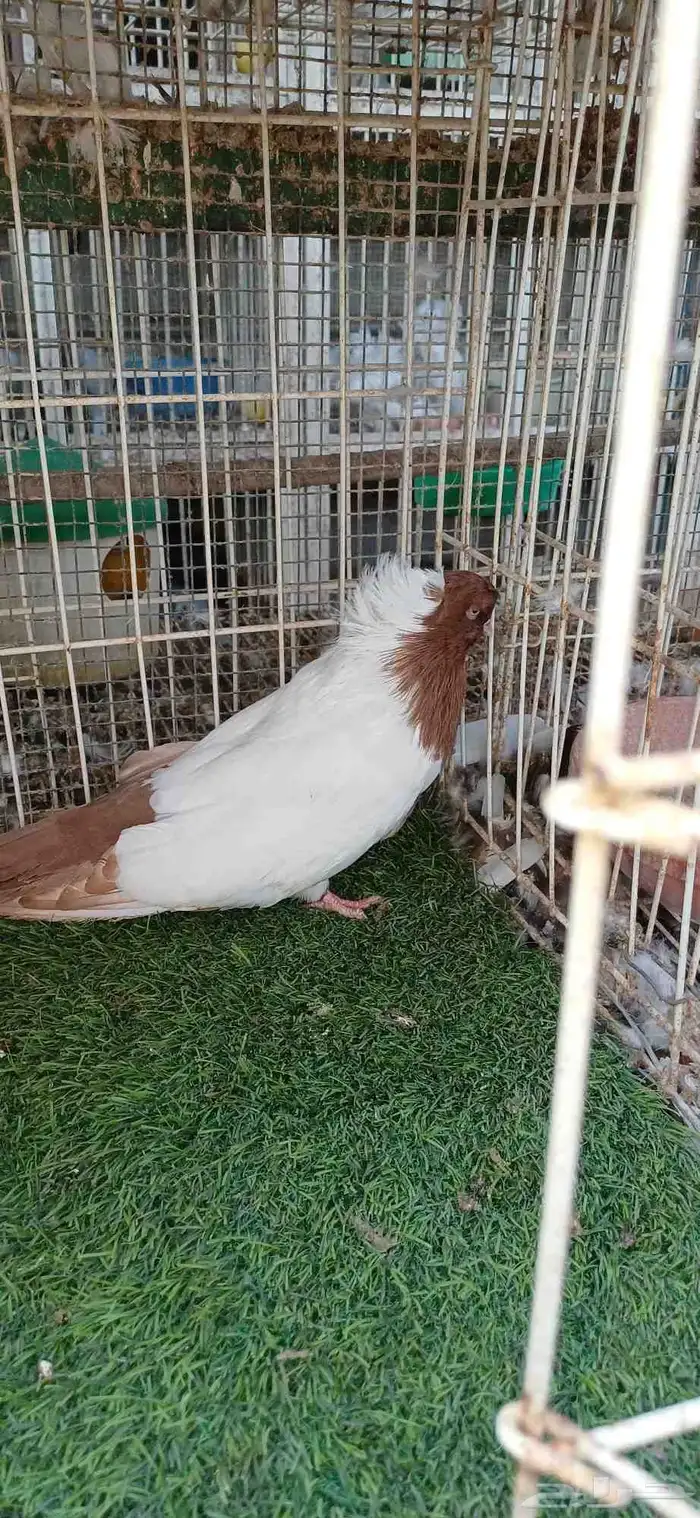 سوداني امريكي 4