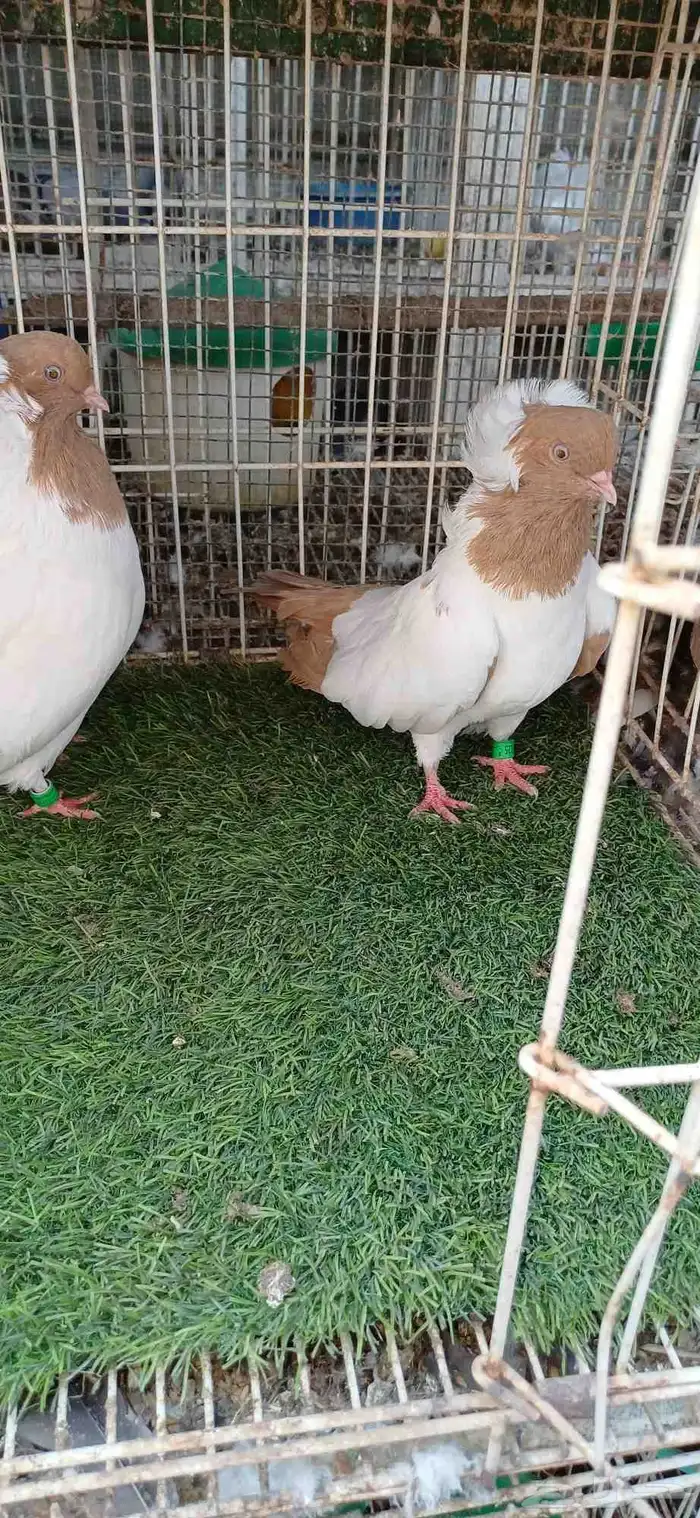 سوداني امريكي 1