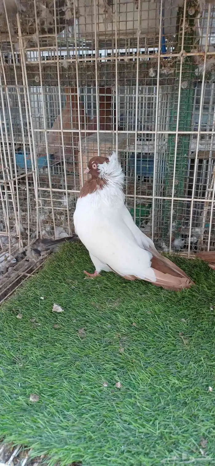 سوداني امريكي 3