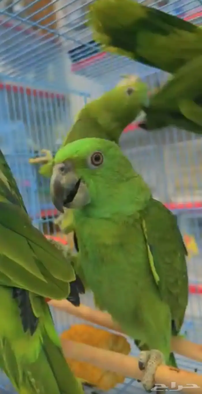 فروخ يلوناب البيور وأبو طقه احجام سوبر سوبر جامبو 0