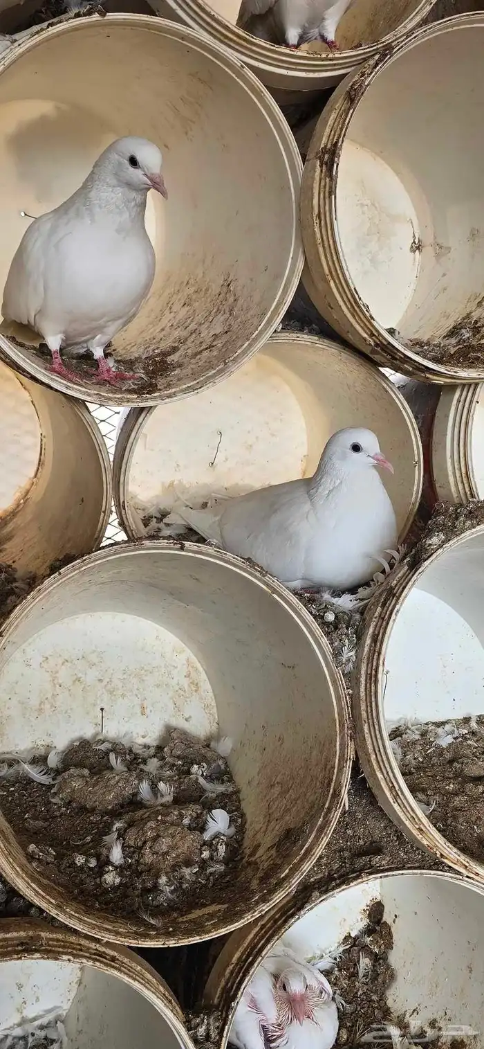 حمام فرنسي جنبو عشه كاملة قرابة 100 جوز 3