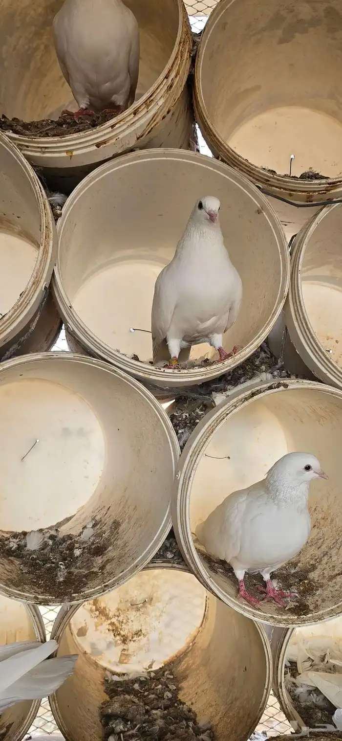 حمام فرنسي جنبو عشه كاملة قرابة 100 جوز 4
