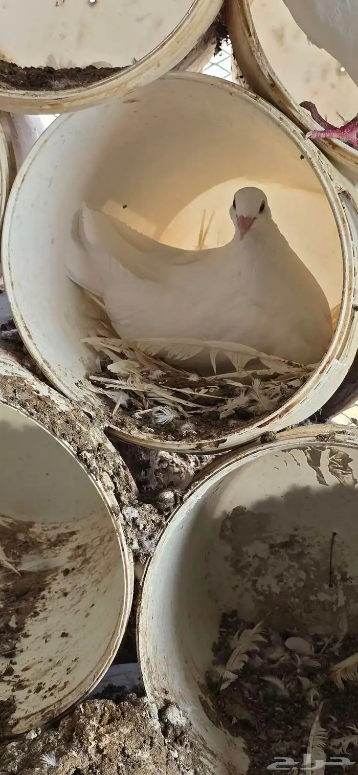 حمام فرنسي جنبو عشه كاملة قرابة 100 جوز 0