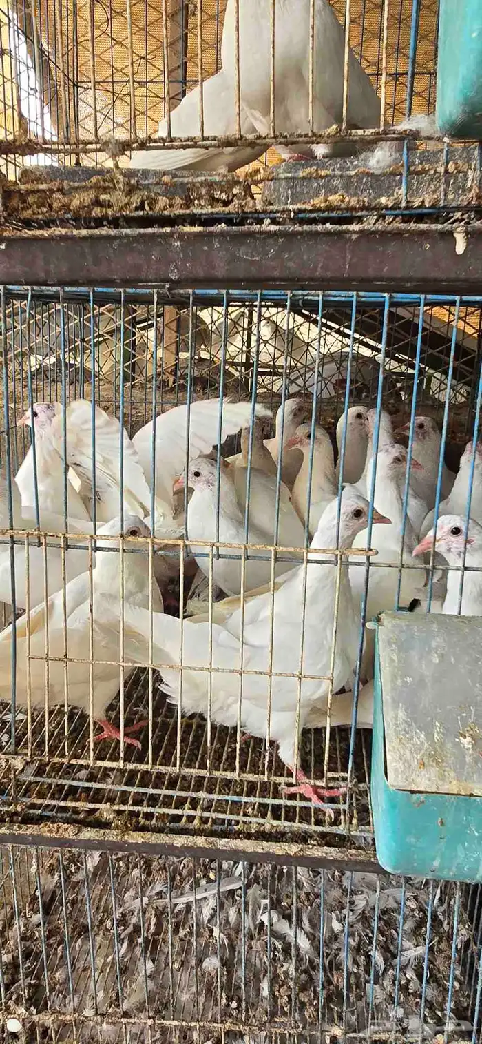 حمام فرنسي جنبو عشه كاملة قرابة 100 جوز 9