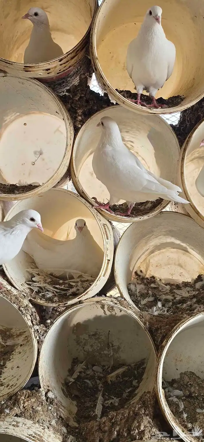 حمام فرنسي جنبو عشه كاملة قرابة 100 جوز 2