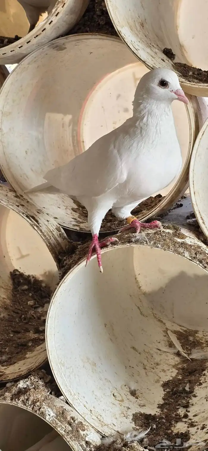 حمام فرنسي جنبو عشه كاملة قرابة 100 جوز 1