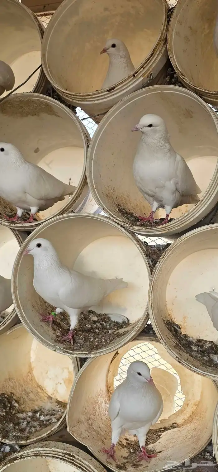 حمام فرنسي جنبو عشه كاملة قرابة 100 جوز 5
