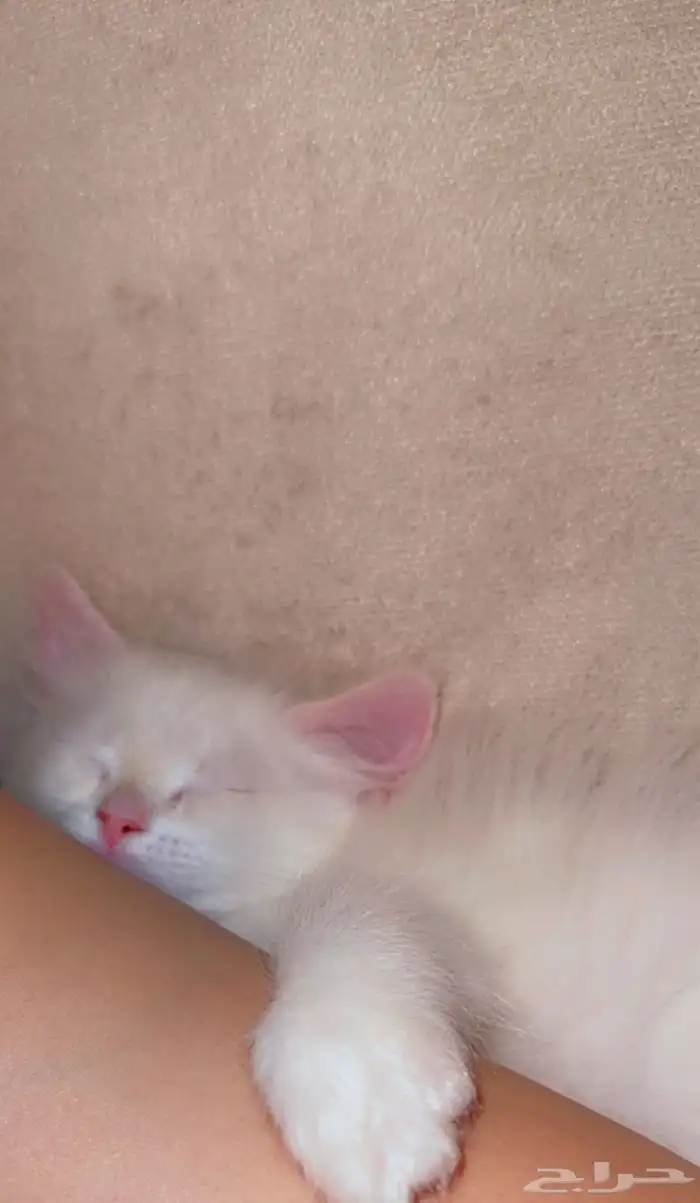 قطط للبيع 3