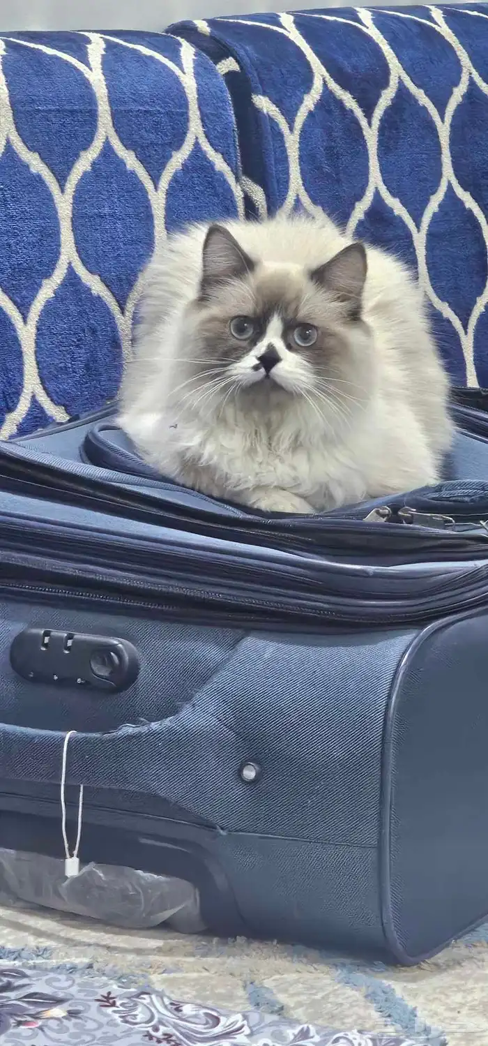 قط هملايا بيور 2