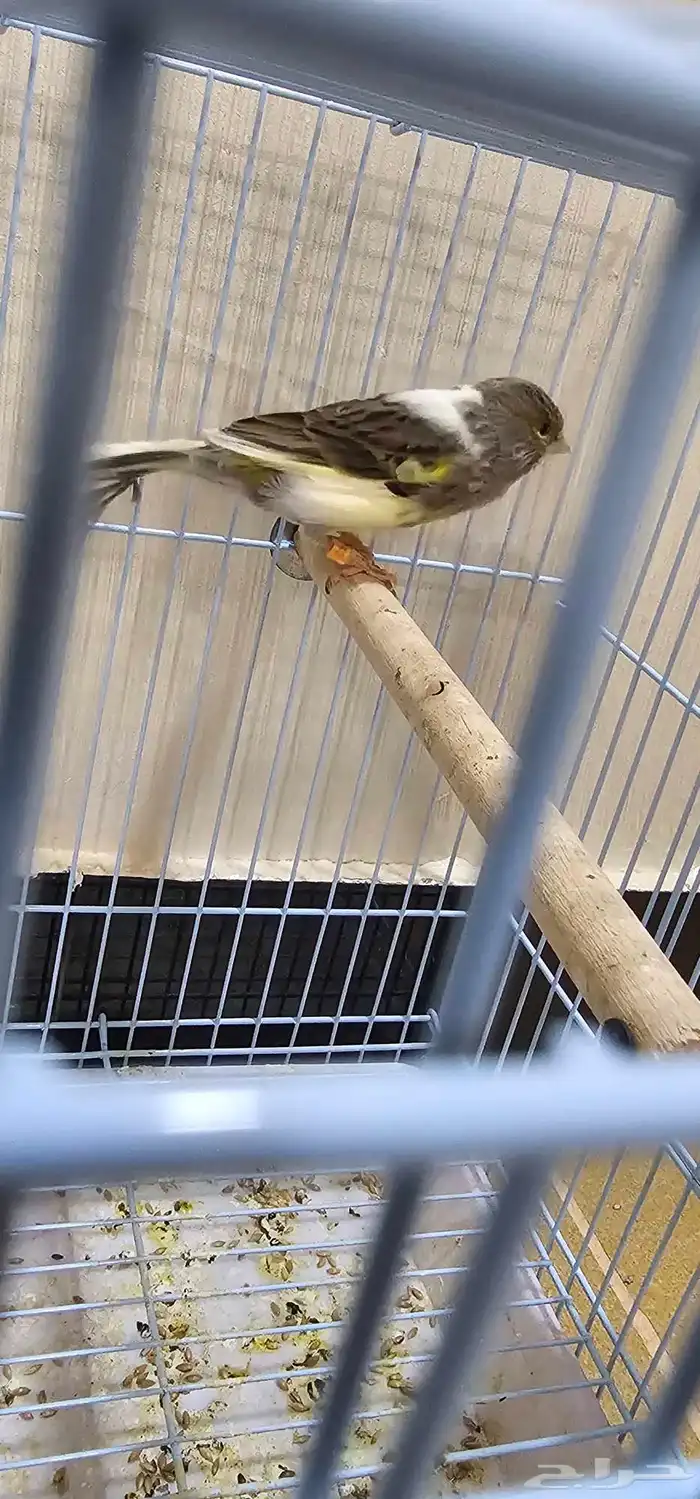 طيور كناري اقبل البدل 7