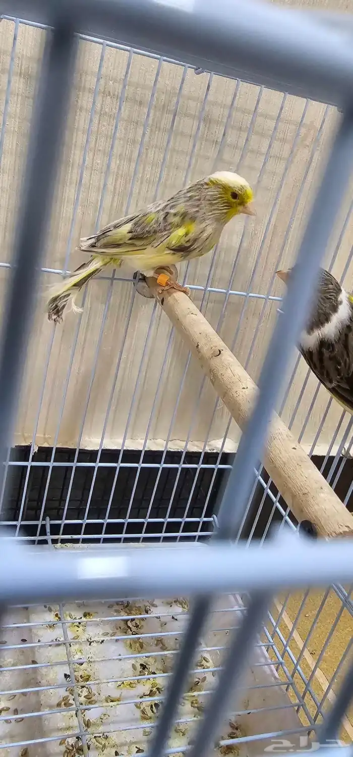 طيور كناري اقبل البدل 6