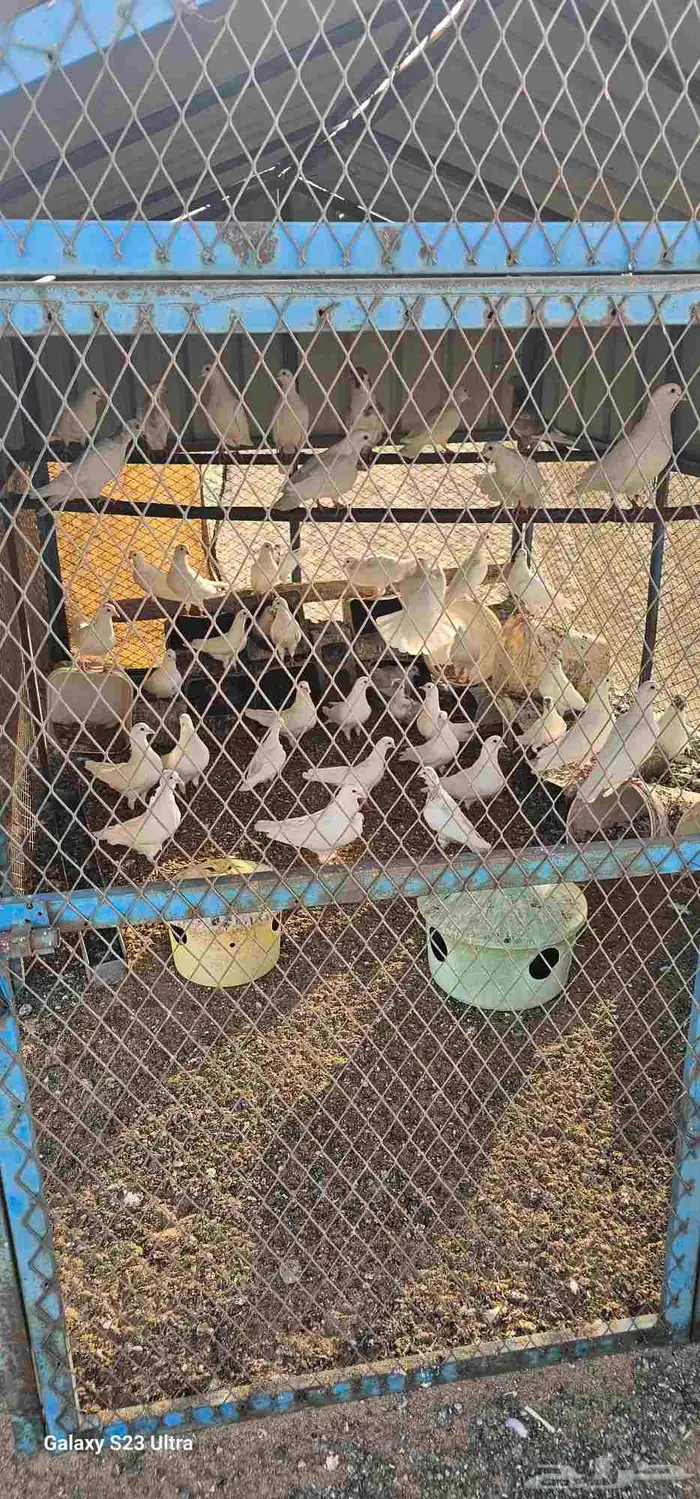 حمام فرنسي للبيع كامل علي السوم 2