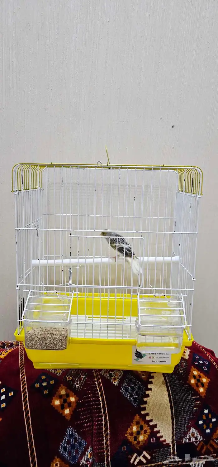 طيور كناري اقبل البدل 3