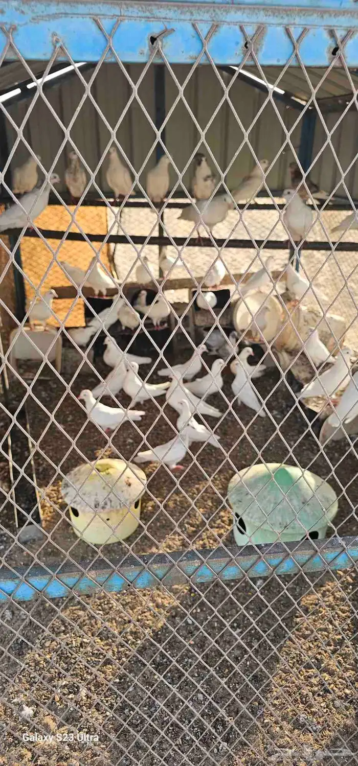 حمام فرنسي للبيع كامل علي السوم 0