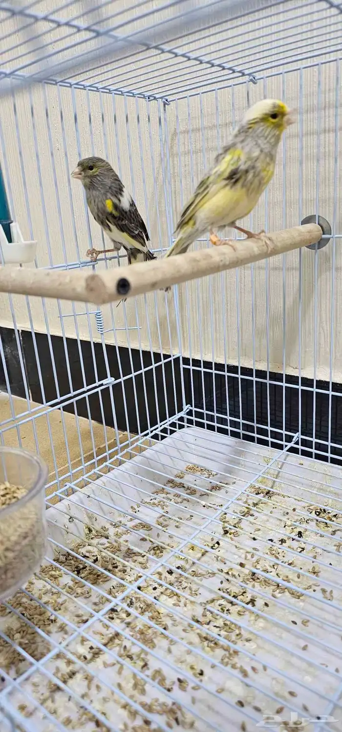 طيور كناري اقبل البدل 5