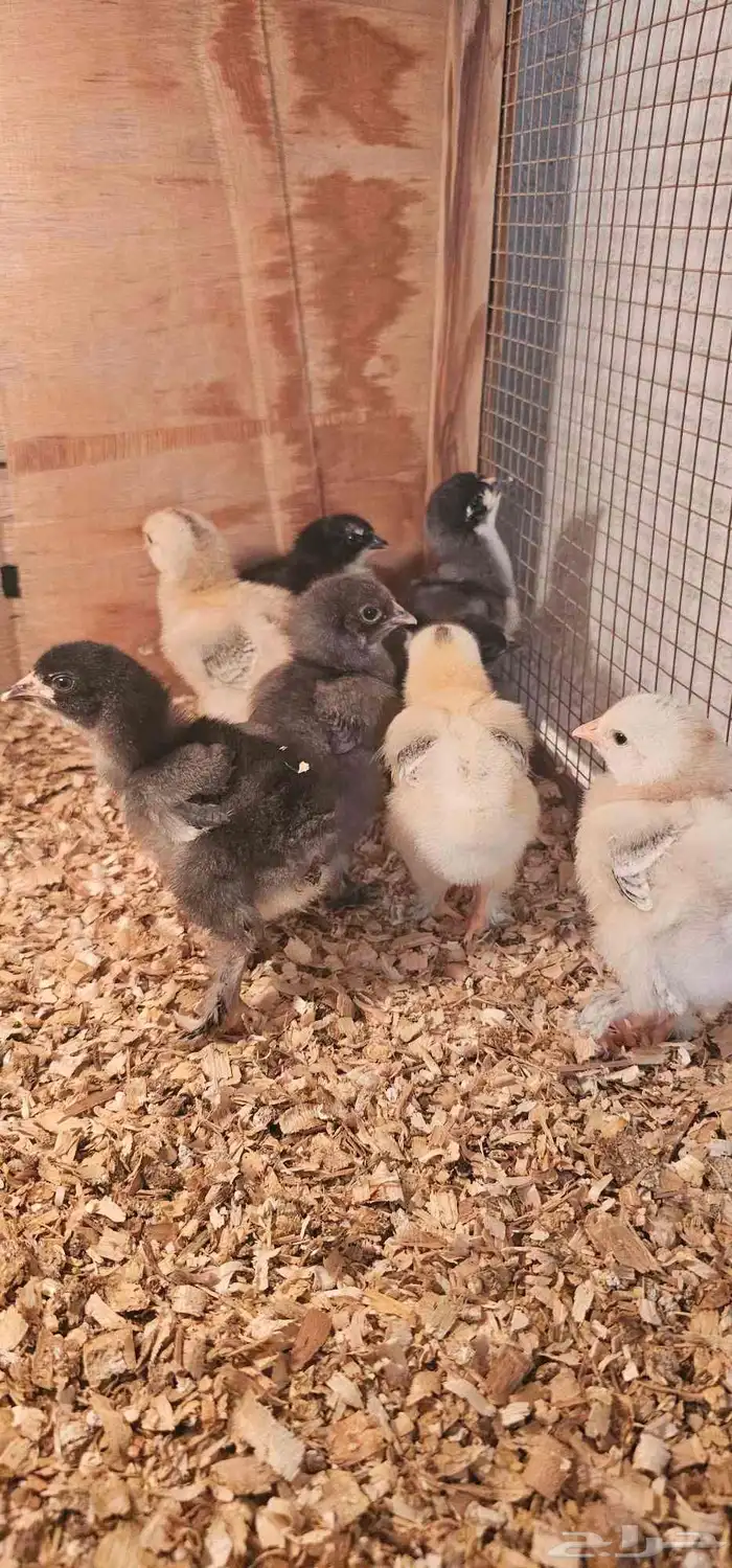 صيصان براهما (برهما) 0