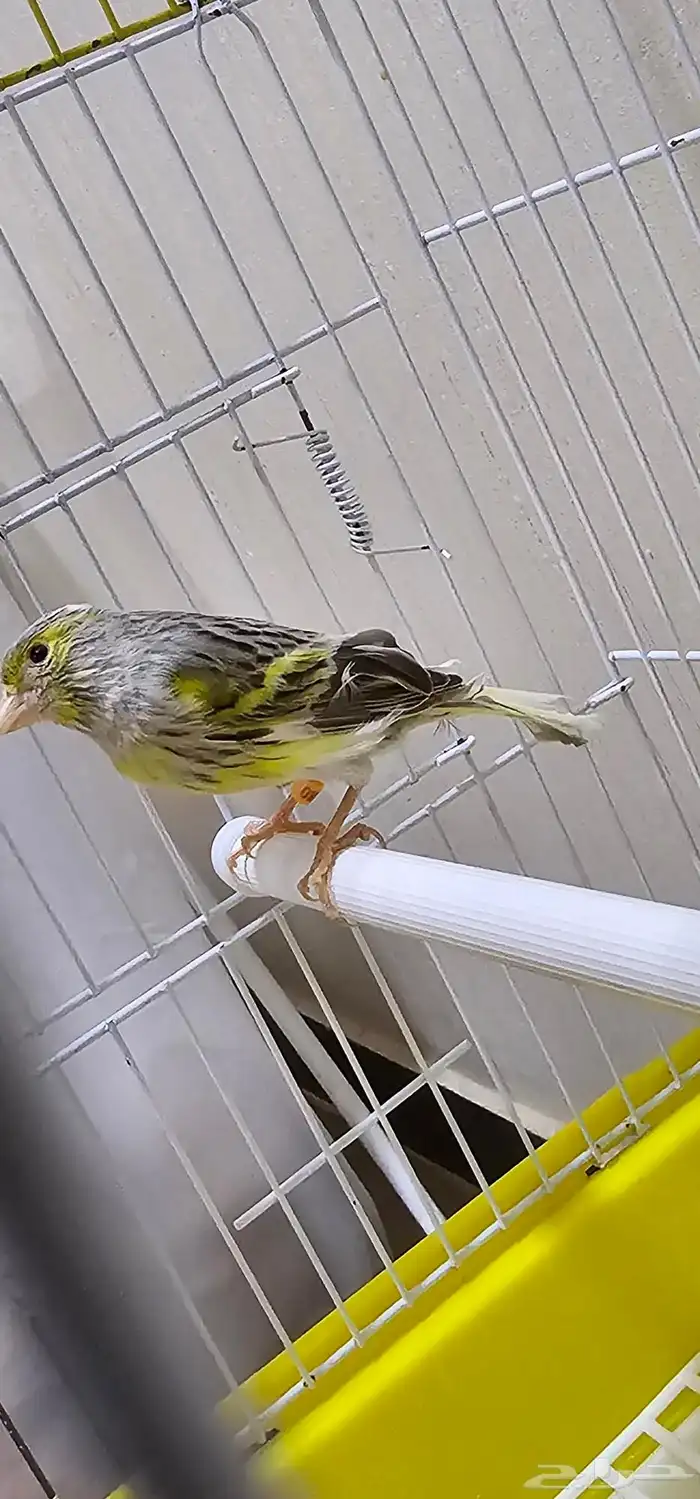 طيور كناري اقبل البدل 2