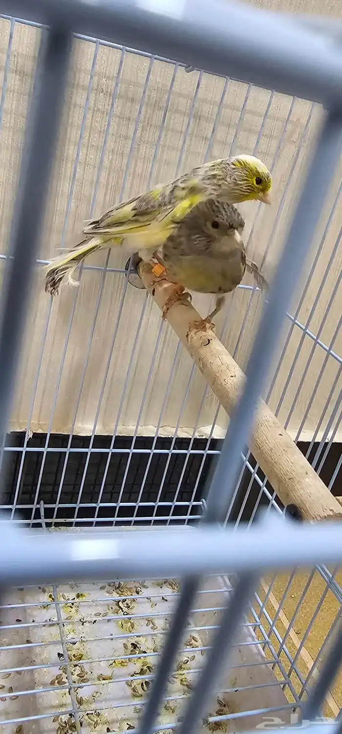 طيور كناري اقبل البدل 4