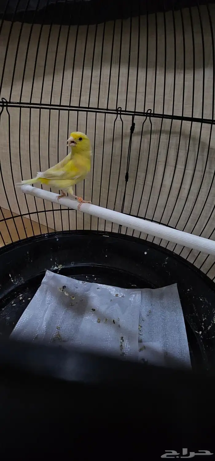 طيور كناري اقبل البدل 0