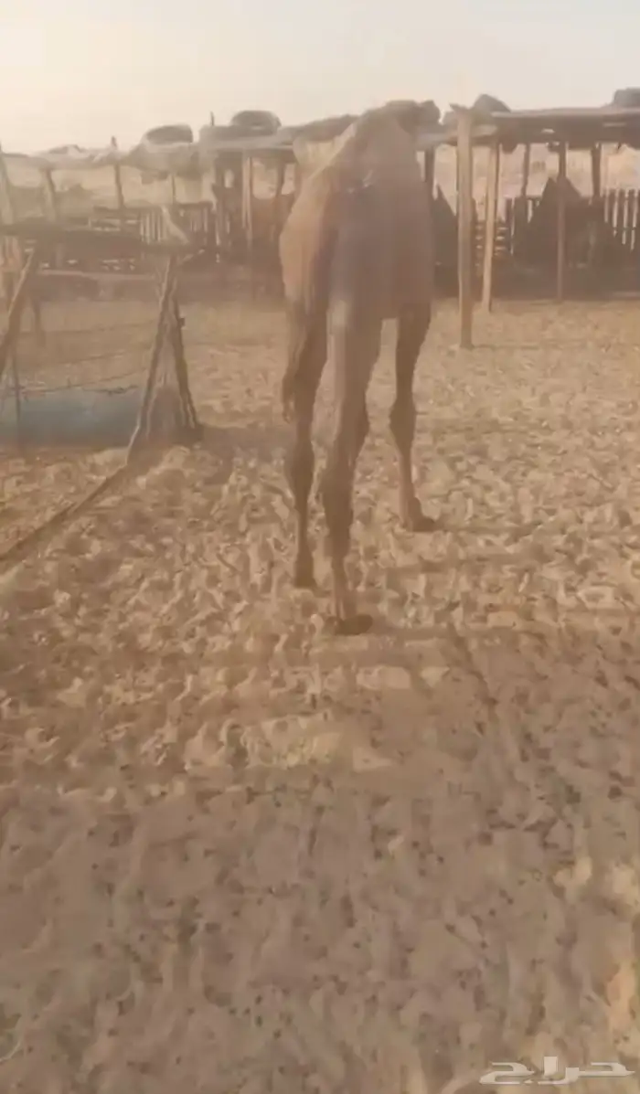 حاشي قعود كفو 2