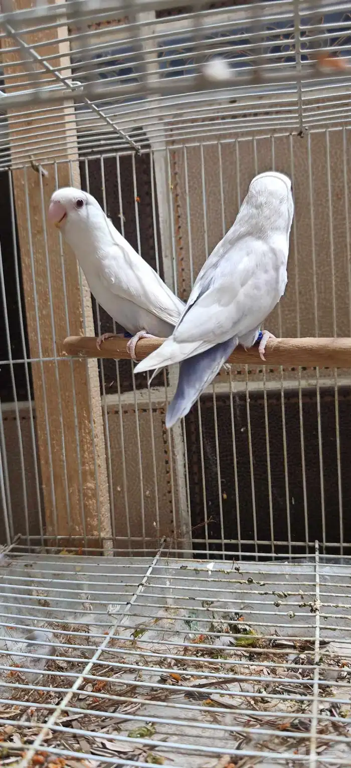 زوج روز بال فالو عيون حمر 1