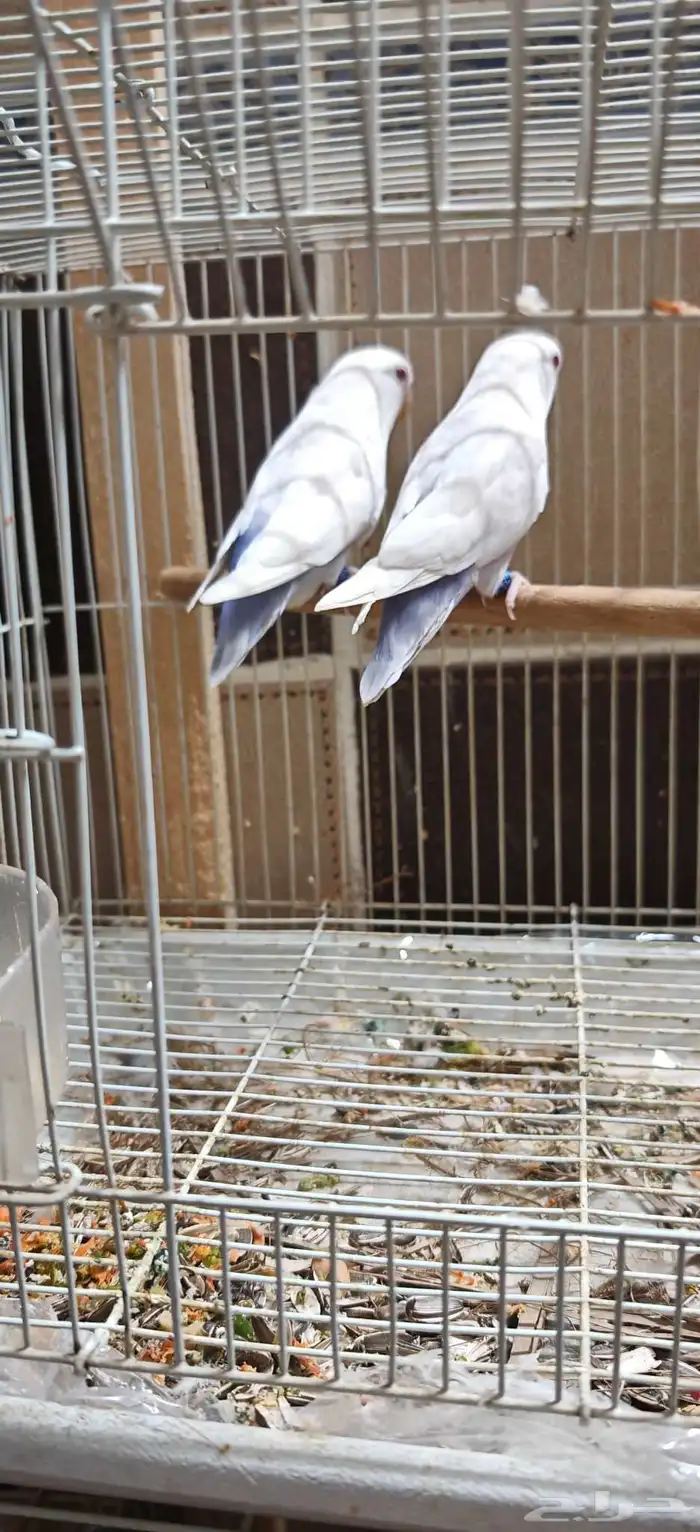 زوج روز بال فالو عيون حمر 3