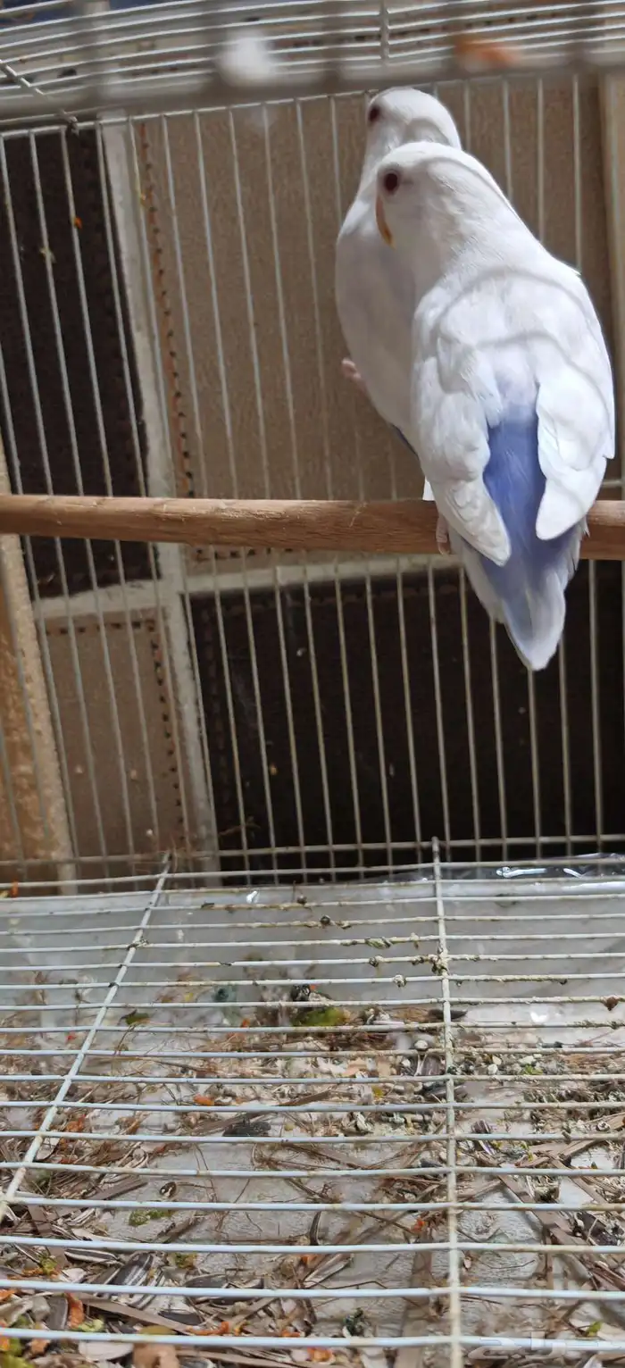 زوج روز بال فالو عيون حمر 4