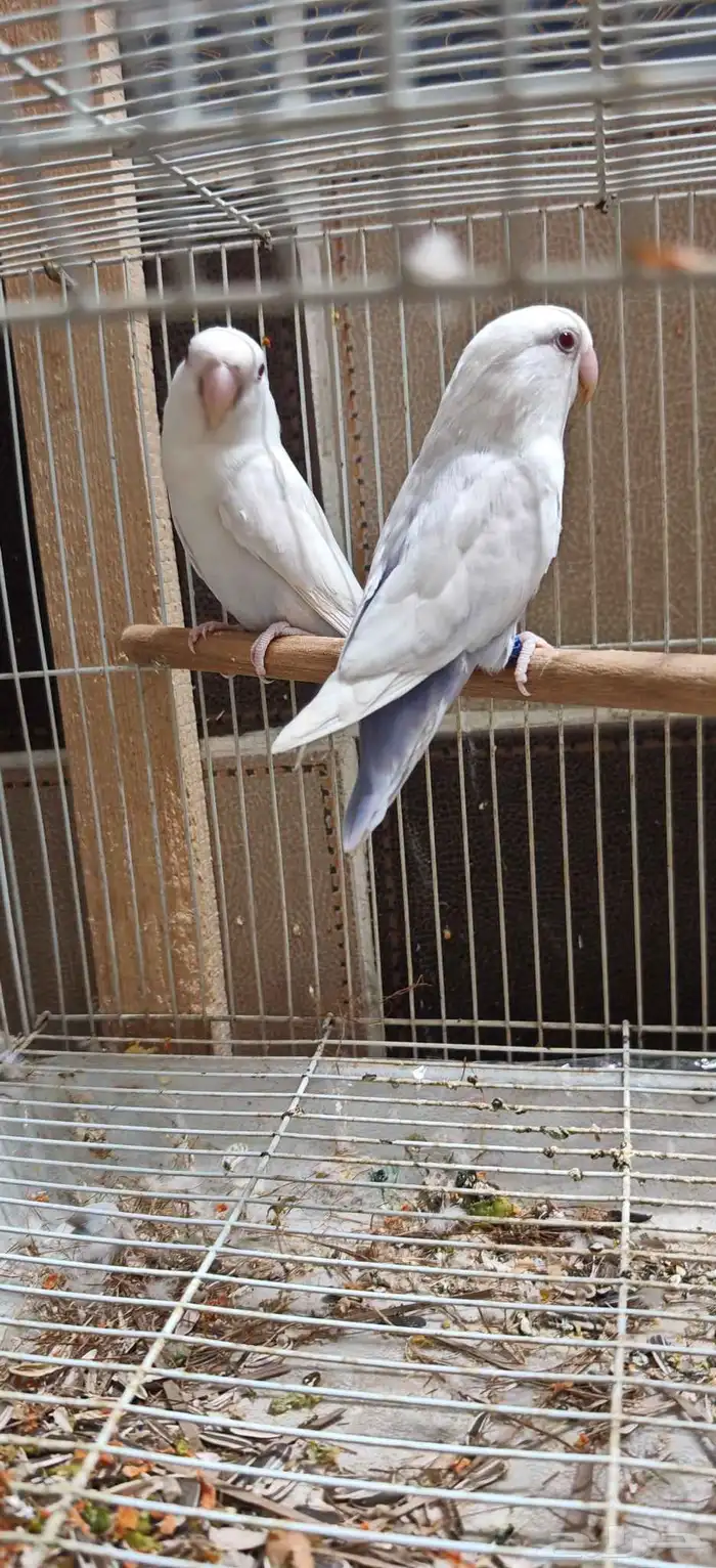 زوج روز بال فالو عيون حمر 2